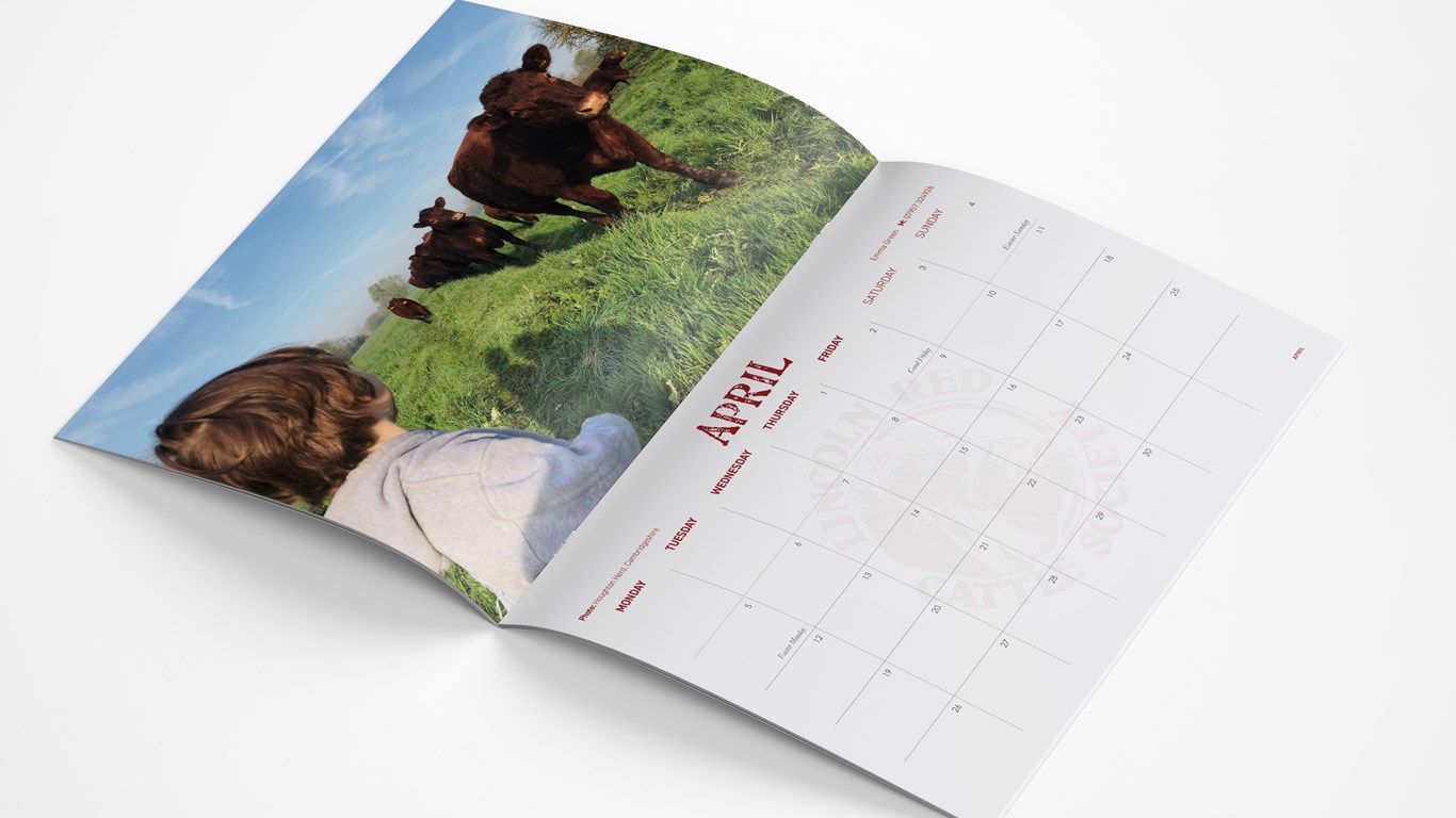 The Lincoln Red Cattle Society Calendar